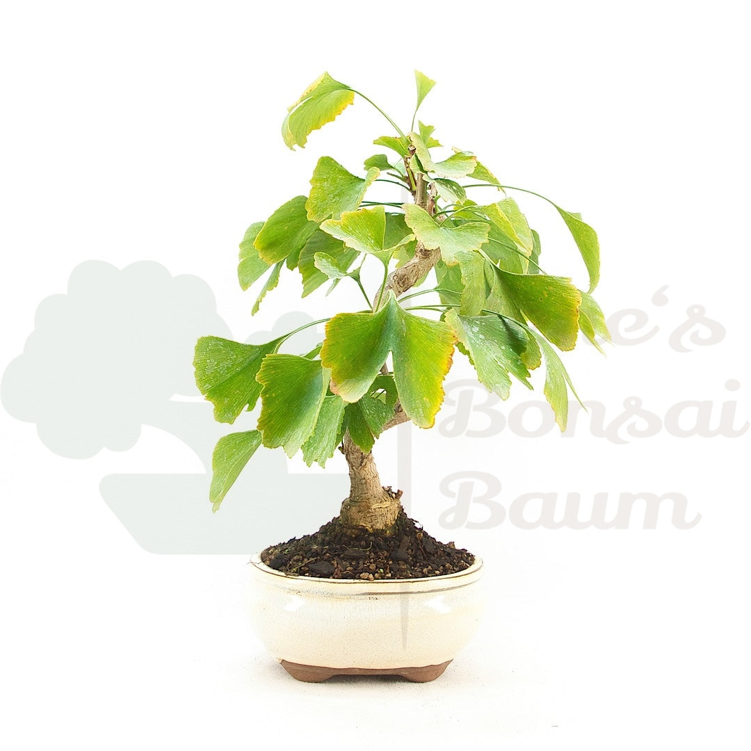 Ginkgo biloba 'Fächerblattbaum'